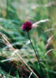 ALLIUM SPHAEROCEPHALON