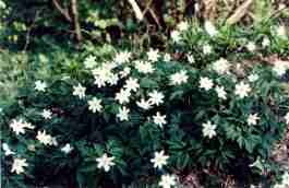 ANEMONE NEMEROSA
