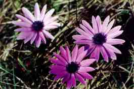 ANEMONE ORTENSIS
