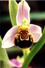 OFRIDE APIFERA