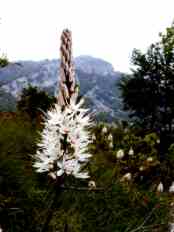 ASPHODELUS ALBUS