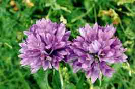 CAMPANULA GLOMERATA