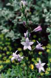 CAMPANULA RAPUNCULUS