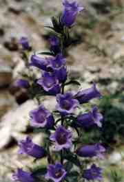 CAMPANULA MEDIUM