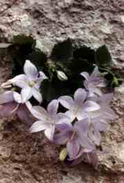 CAMPANULA DI CAPONOLI