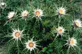 CARLINA ACAULIS