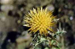 CARLINA CORYMBOSA
