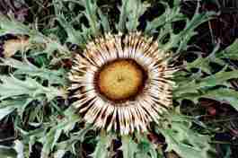 CARLINA ACANTHIFOLIA