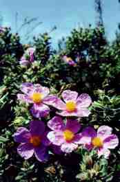 CISTUS ALBIDUS
