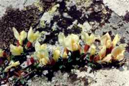 CYTISUS HIRSUTUS