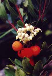 ARBUTUS UNEDO