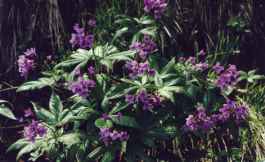 CARDAMINE PENTAPHYLLOS