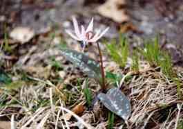 ERYTHRONIUM DENS-CANIS