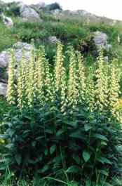 DIGITALIS LUTEA