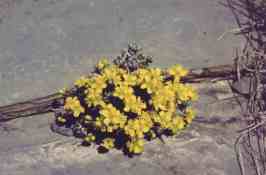 DRABA ALPINA