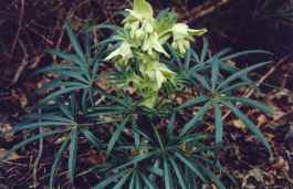 HELLEBORUS FOETIDUS