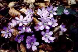HEPATICA NOBILIS