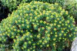 EUFORBIA ARBORESCENTE