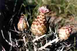 LEUZEA CONIFERA