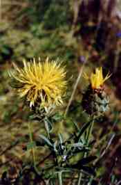 FIORDALISO DEI COLLI
