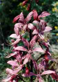 FRASSINELLA