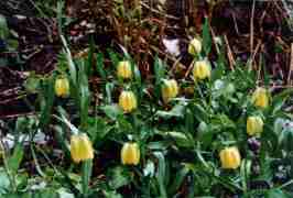 FRITILLARIA TUBAEFORMIS