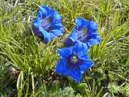GENTIANA LIGUSTICA