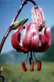 LILIUM MARTAGON