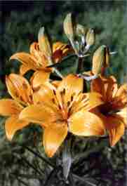 LILIUM BULBIFERUM