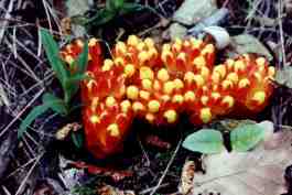 CYTINUS HYPOCISTIS