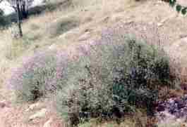 LAVANDA ANGUSTIFOLIA