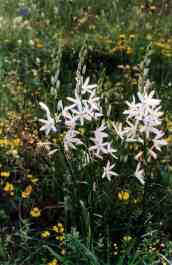ANTHERICUM RAMOSUM