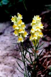 LINARIA VULGARIS