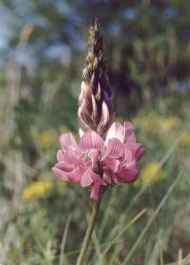 ONOBRICHIS MONTANA