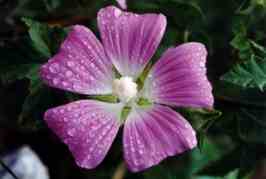 MALVONE PERENNE
