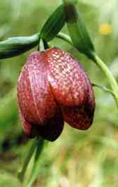 FRITILLARIA INVOLUCRATA