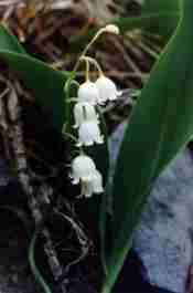 CONVALLARIA MAJALIS
