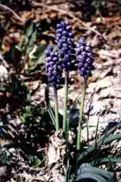 MUSCARI ATLANTICUM