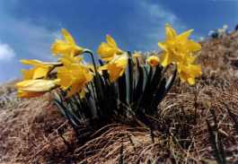 NARCISSUS PSEUDONARCISSUS