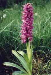 ORCHIS MASCULA