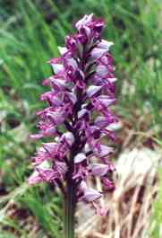 ORCHIS MILITARIS