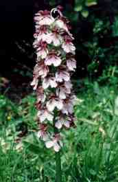 ORCHIS PURPUREA