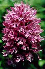 ORCHIS TRIDENTATA