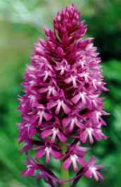 ANACAMPIS PYRAMIDALIS