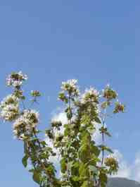 ORIGANUM VULGARE
