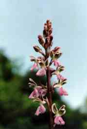 ORCHIDEA PALERMITANA