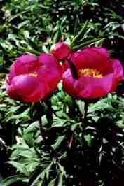 PEONIA SELVATICA