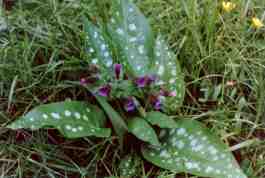 PULMONARIA SACCHARATA