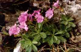 PRIMULA MARGINATA