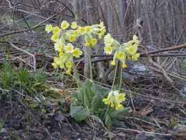 PRIMULA OFFICINALIS